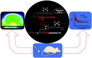 Graphical abstract: Half-curcumin analogues as PET imaging probes for amyloid beta species