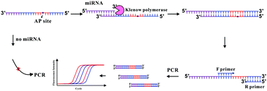 Graphical abstract: A novel template repairing-PCR (TR-PCR) reaction platform for microRNA detection using translesional synthesis on DNA templates containing abasic sites