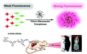 Graphical abstract: A novel near-infrared fluorescent light-up probe for tumor imaging and drug-induced liver injury detection