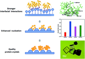 Graphical abstract: Interfacial functional terminals enhance the heterogeneous nucleation of lysozyme crystals