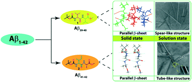 Graphical abstract: Boc-Val-Val-OMe (Aβ39–40) and Boc-Ile-Ala-OMe (Aβ41–42) crystallize in a parallel β-sheet arrangement but generate a different morphology