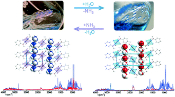 Graphical abstract: Single crystal-to-single crystal transformations induced by ammonia–water equilibrium changes