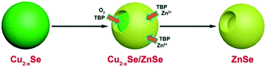 Graphical abstract: Synthesis of hollow ZnSe nanospheres with high photocatalytic activity: synergetic effect of cation exchange and selective Cu2−xSe template etching