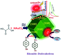 Graphical abstract: Microwave-assisted one-pot synthesis of anisotropic gold nanoparticles with active high-energy facets for enhanced catalytic and metal enhanced fluorescence activities