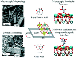 Graphical abstract: Origin of gypsum growth habit difference as revealed by molecular conformations of surface-bound citrate and tartrate