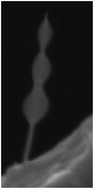 Graphical abstract: Fast growth of undoped and Sn- and Tb-doped ZnO nanowires by Joule heating of Zn