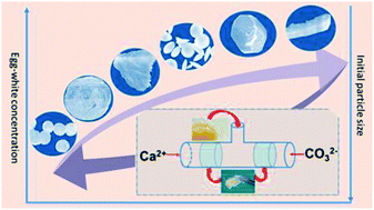 Graphical abstract: Mimetic biomineralization matrix using bacterial cellulose hydrogel and egg white to prepare various morphologies of CaCO3