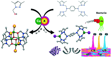 Graphical abstract: Design, synthesis and characterization of copper-based coordination compounds with bidentate (N,N and N,O) ligands: reversible uptake of iodine, dye adsorption and assessment of their antibacterial properties