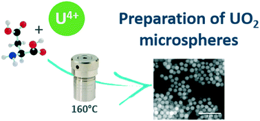 Graphical abstract: Synthesis of size-controlled UO2 microspheres from the hydrothermal conversion of U(iv) aspartate