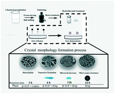 Graphical abstract: Construction of a micro/nano structured surface on a β-TCP/CaSiO3 bioceramic promotes osteogenic differentiation of mBMSCs