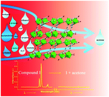 Graphical abstract: A water-stable 3D Eu-MOF based on a metallacyclodimeric secondary building unit for sensitive fluorescent detection of acetone molecules