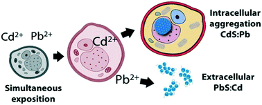 Graphical abstract: Biomineralization and biosynthesis of nanocrystalline materials and selective uptake of toxic metals controlled by five types of Candida species