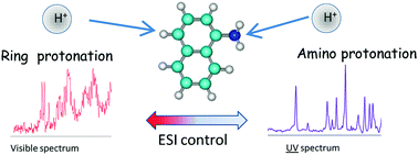 Graphical abstract: Tautomerism and electronic spectroscopy of protonated 1- and 2-aminonaphthalene