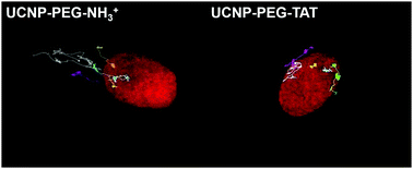 Graphical abstract: Cellular uptake efficiency of nanoparticles investigated by three-dimensional imaging