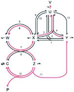 Graphical abstract: Constrained stoichiometric network analysis