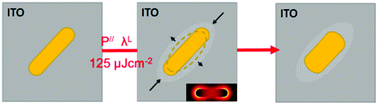 Graphical abstract: From plasmon-induced luminescence enhancement in gold nanorods to plasmon-induced luminescence turn-off: a way to control reshaping