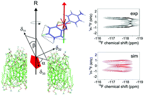 Graphical abstract: Average orientation of a fluoroaromatic molecule in lipid bilayers from DFT-informed NMR measurements of 1H–19F dipolar couplings