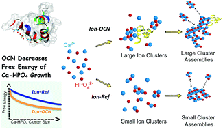 Graphical abstract: Osteocalcin facilitates calcium phosphate ion complex growth as revealed by free energy calculation