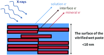 Graphical abstract: Adsorption of organic ligands on low surface charge clay minerals: the composition in the aqueous interface region