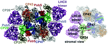 Graphical abstract: Protein–protein interactions within photosystem II under photoprotection: the synergy between CP29 minor antenna, subunit S (PsbS) and zeaxanthin at all-atom resolution