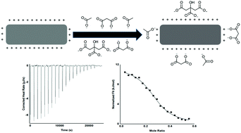 Graphical abstract: Thermodynamics of the interactions of positively charged cellulose nanocrystals with molecules bearing different amounts of carboxylate anions