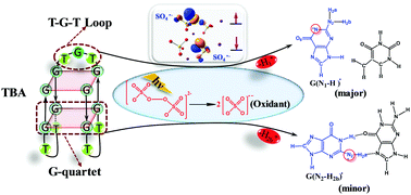 Graphical abstract: Mechanistic insights into the photogeneration and quenching of guanine radical cation via one-electron oxidation of G-quadruplex DNA