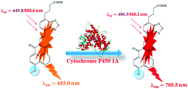 Graphical abstract: Theoretical design and investigation of 1,8-naphthalimide-based two-photon fluorescent probes for detecting cytochrome P450 1A with separated fluorescence signal