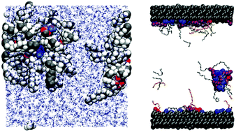 Graphical abstract: Self-assembly and friction of glycerol monooleate and its hydrolysis products in bulk and confined non-aqueous solvents