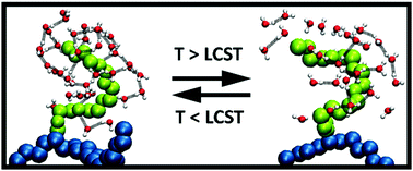 Graphical abstract: The role of hydrophobic hydration in the LCST behaviour of POEGMA300 by all-atom molecular dynamics simulations