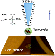 Graphical abstract: Measuring the orientation of a single CdSe/CdS nanocrystal at the end of a near-field tip for the realization of a versatile active SNOM probe