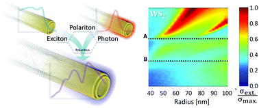 Graphical abstract: Strong light–matter interaction in tungsten disulfide nanotubes