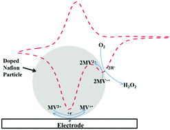 Graphical abstract: Single entity electrocatalysis: oxygen reduction mediated via methyl viologen doped Nafion nanoparticles