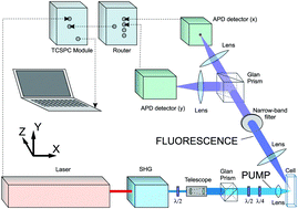 Graphical abstract: Fluorescence anisotropy in indole under two-photon excitation in the spectral range 385–510 nm