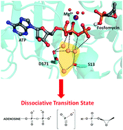 Graphical abstract: Water-mediated network in the resistance mechanism of fosfomycin