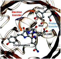 Graphical abstract: A proton transfer network that generates deprotonated tyrosine is a key to producing reactive oxygen species in phototoxic KillerRed protein