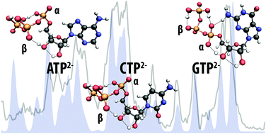 Graphical abstract: Structural characterization of nucleotide 5′-triphosphates by infrared ion spectroscopy and theoretical studies