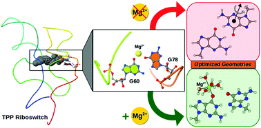 Graphical abstract: Consequences of Mg2+ binding on the geometry and stability of RNA base pairs