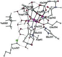 Graphical abstract: The S2 to S3 transition for water oxidation in PSII (photosystem II), revisited