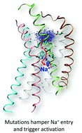 Graphical abstract: Allosteric Na+-binding site modulates CXCR4 activation