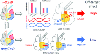 Graphical abstract: Dynamics changes of CRISPR-Cas9 systems induced by high fidelity mutations