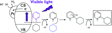 Graphical abstract: Visible-light photoexcitation of pyridine surface complex, leading to selective dehydrogenative cross-coupling with cyclohexane