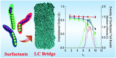 Graphical abstract: Manipulating molecular order in nematic liquid crystal capillary bridges via surfactant adsorption: guiding principles from dissipative particle dynamics simulations