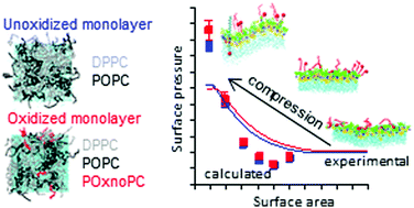 Graphical abstract: The impact of lipid oxidation on the functioning of a lung surfactant model