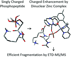 Graphical abstract: Influence of the metals and ligands in dinuclear complexes on phosphopeptide sequencing by electron-transfer dissociation tandem mass spectrometry