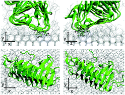 Graphical abstract: Multiple binding modes of a moderate ice-binding protein from a polar microalga