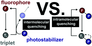 Graphical abstract: On the impact of competing intra- and intermolecular triplet-state quenching on photobleaching and photoswitching kinetics of organic fluorophores