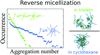 Graphical abstract: Aggregation response of triglyceride hydrolysis products in cyclohexane and triolein