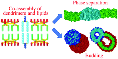 Graphical abstract: Branching pattern effect and co-assembly with lipids of amphiphilic Janus dendrimersomes