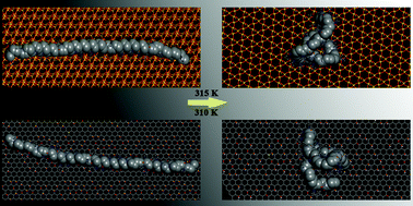 Graphical abstract: Molecular dynamics study of coil-to-globule transition in a thermo-responsive oligomer bound to various surfaces: hydrophilic surfaces stabilize the coil form