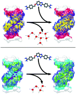 Graphical abstract: Small molecule binders recognize DNA microstructural variations via an induced fit mechanism